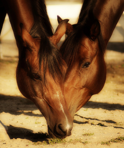 Horses heads make loveheart shape